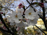 桜13