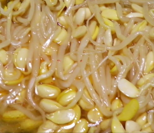 japanese-food-moyashi